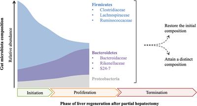 The Gut-Liver Axis in Health and Disease: The Role of Gut Microbiota-Derived Signals in Liver Injury and Regeneration